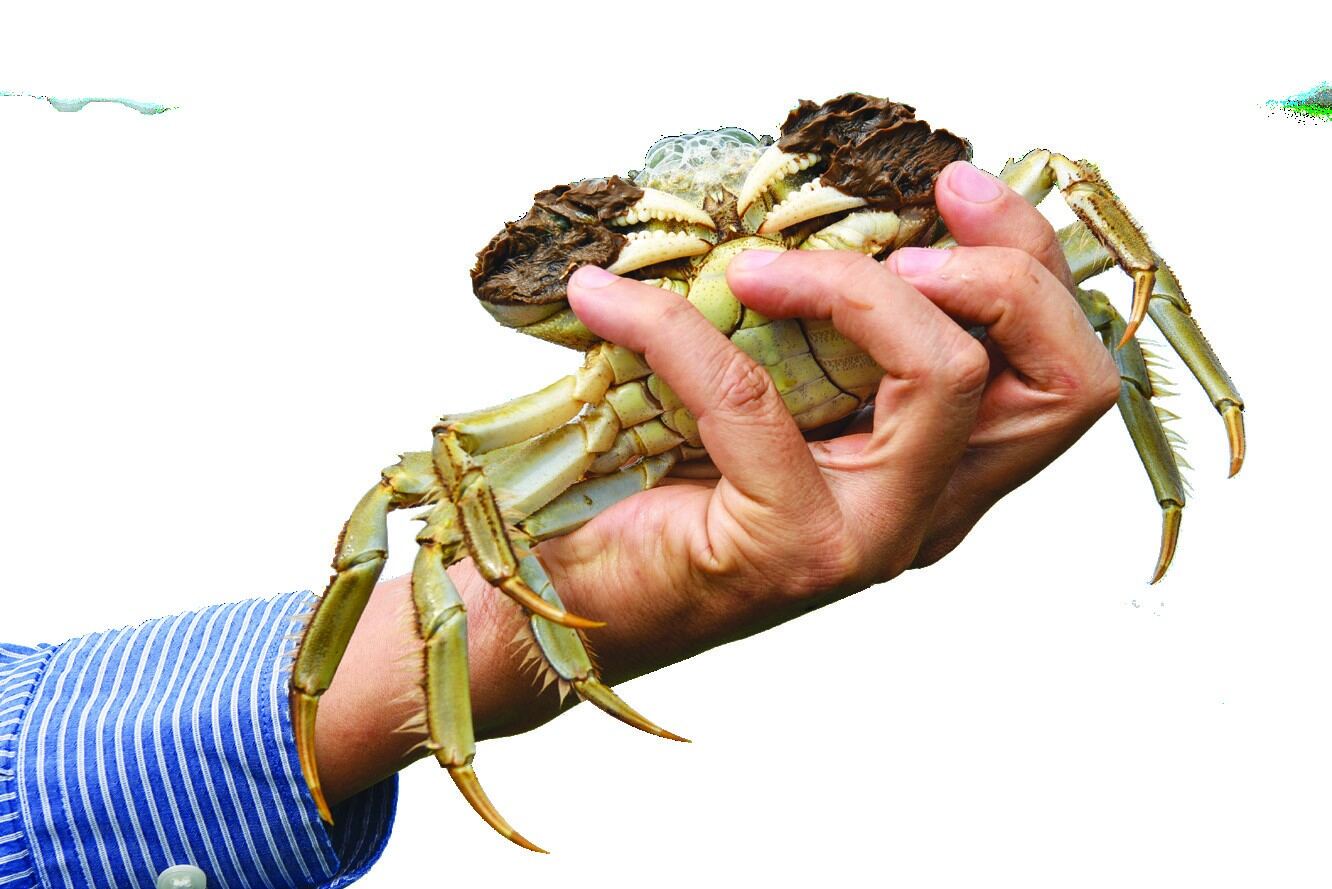 Cua cà ra MICFOOD