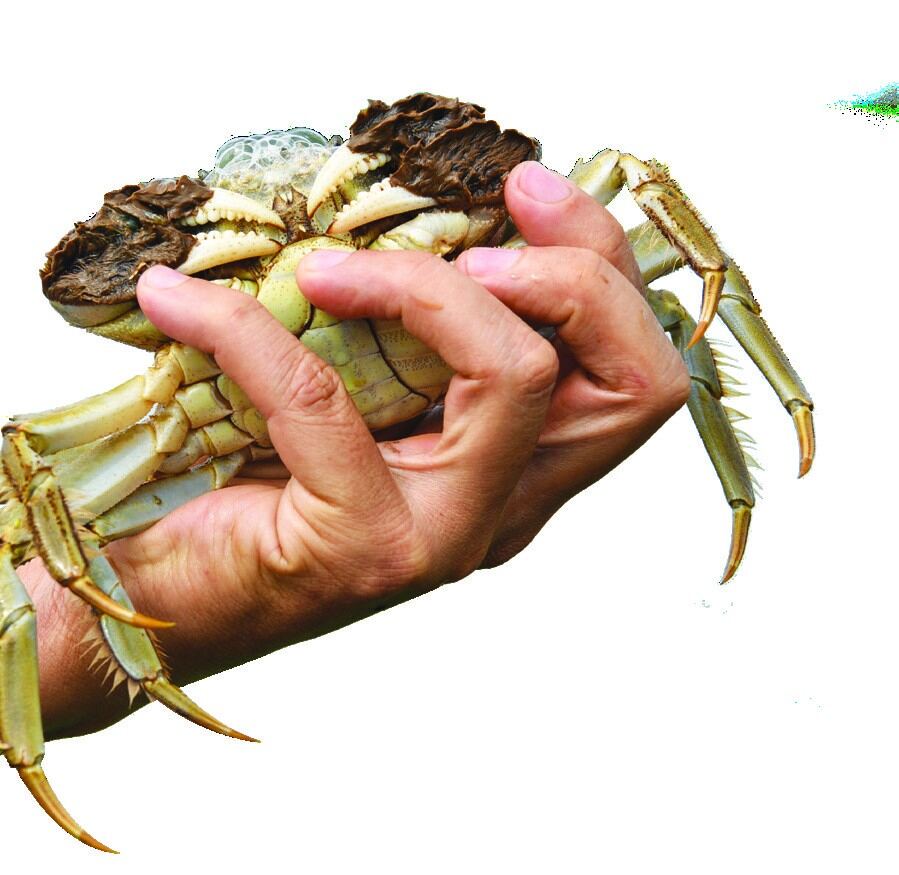 Cua cà ra thương phẩm
