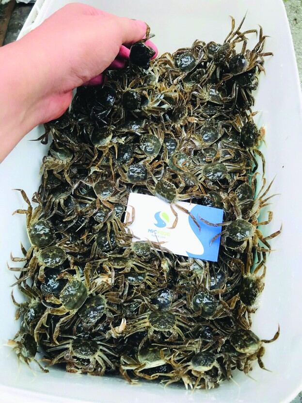 Cua giống cà ra