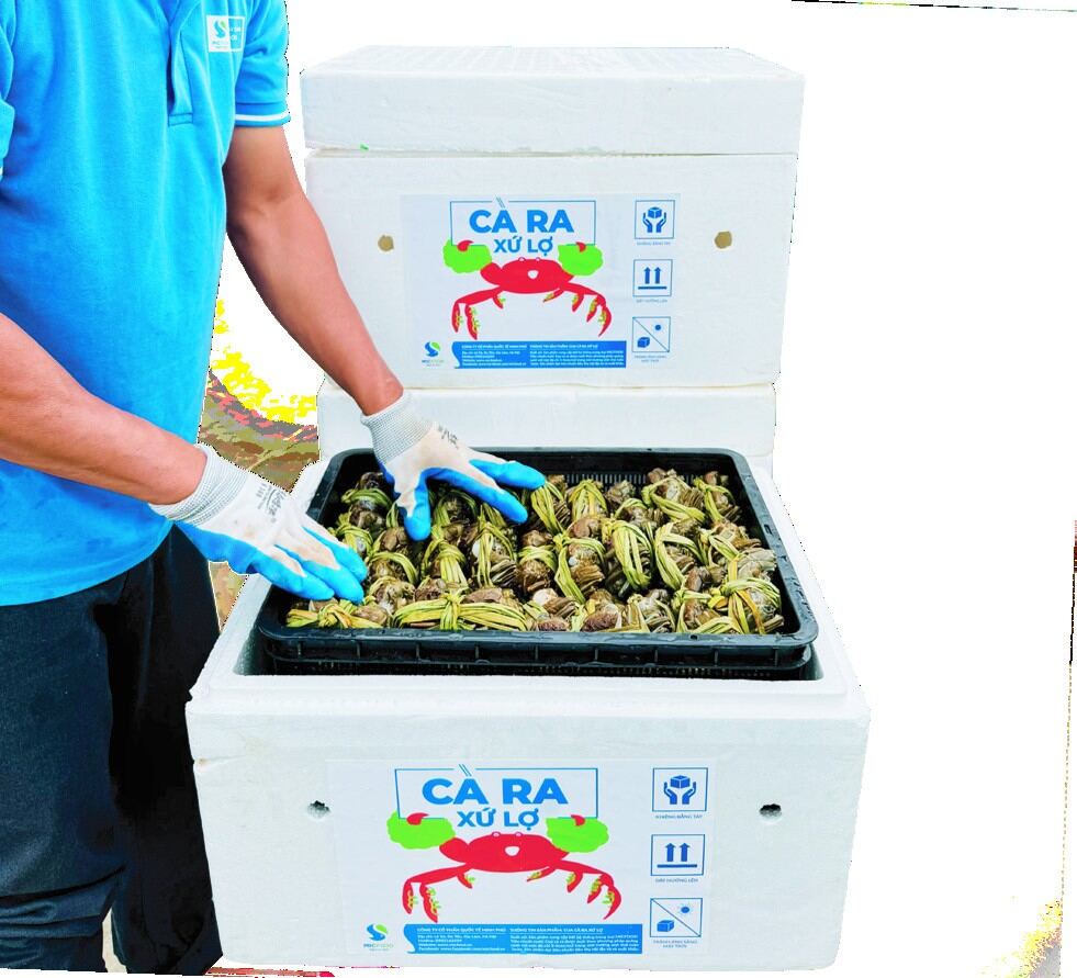Liên kết thu mua đầu ra