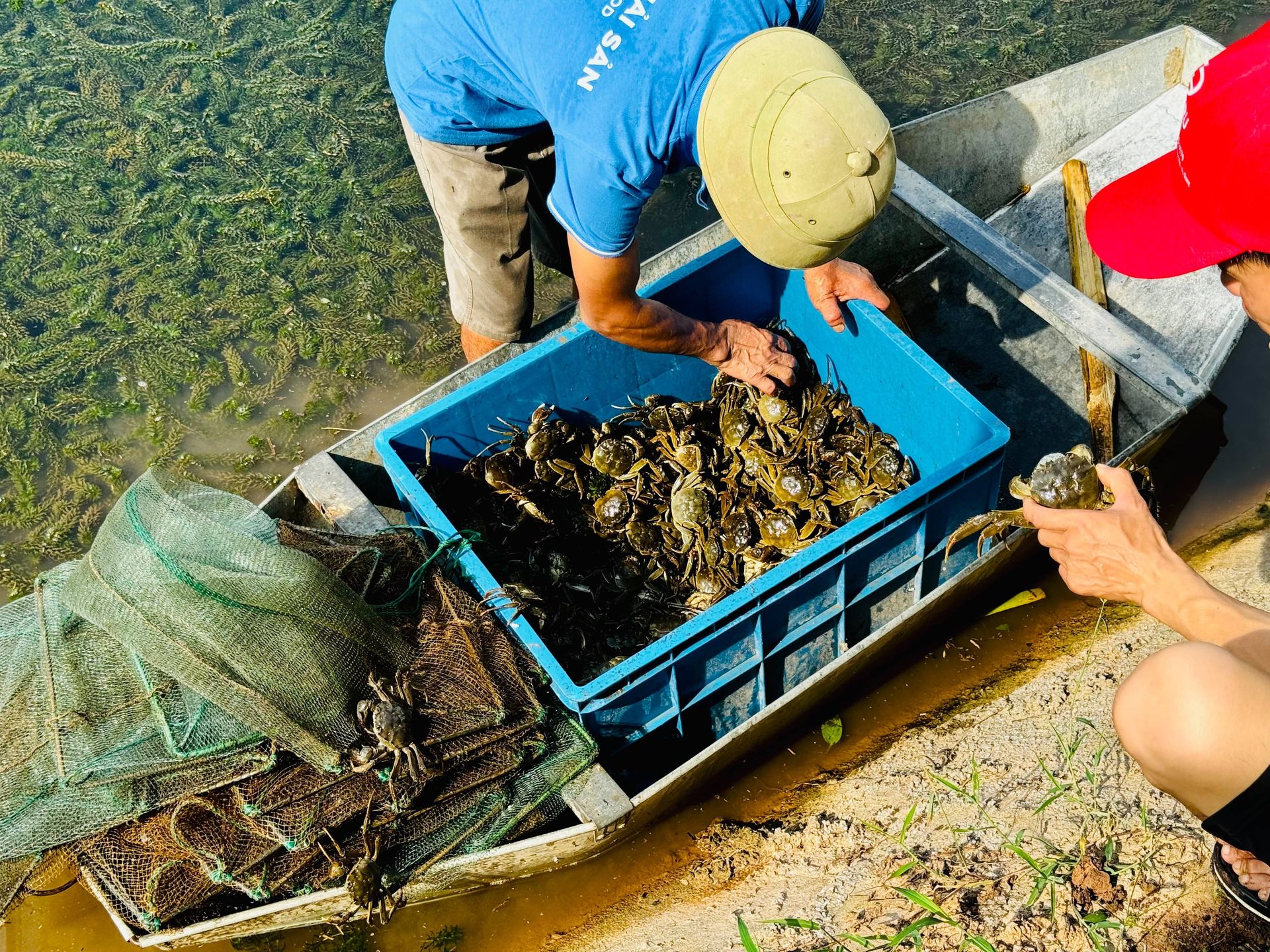Thu hoạch cua cà ra trên thuyền tại vùng nuôi MICFOOD