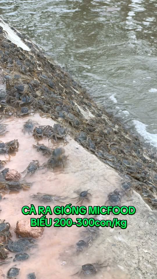 Chặng đặt nền móng con giống