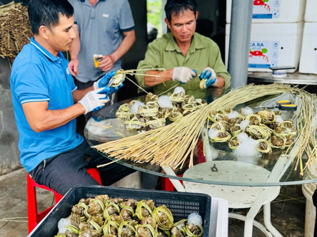 Sơ chế và đóng gói cua cà ra MICFOOD