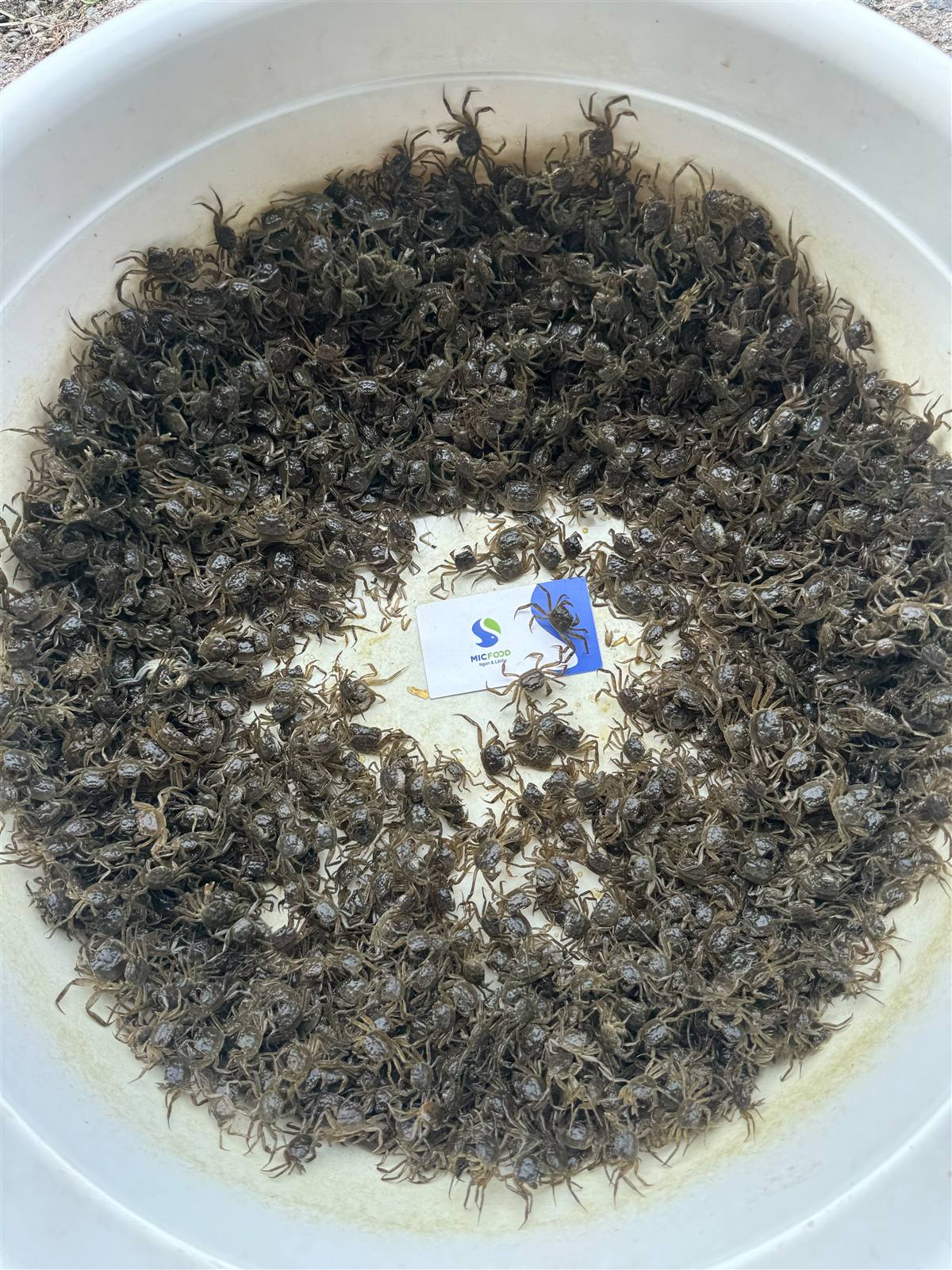 Cua giống cà ra