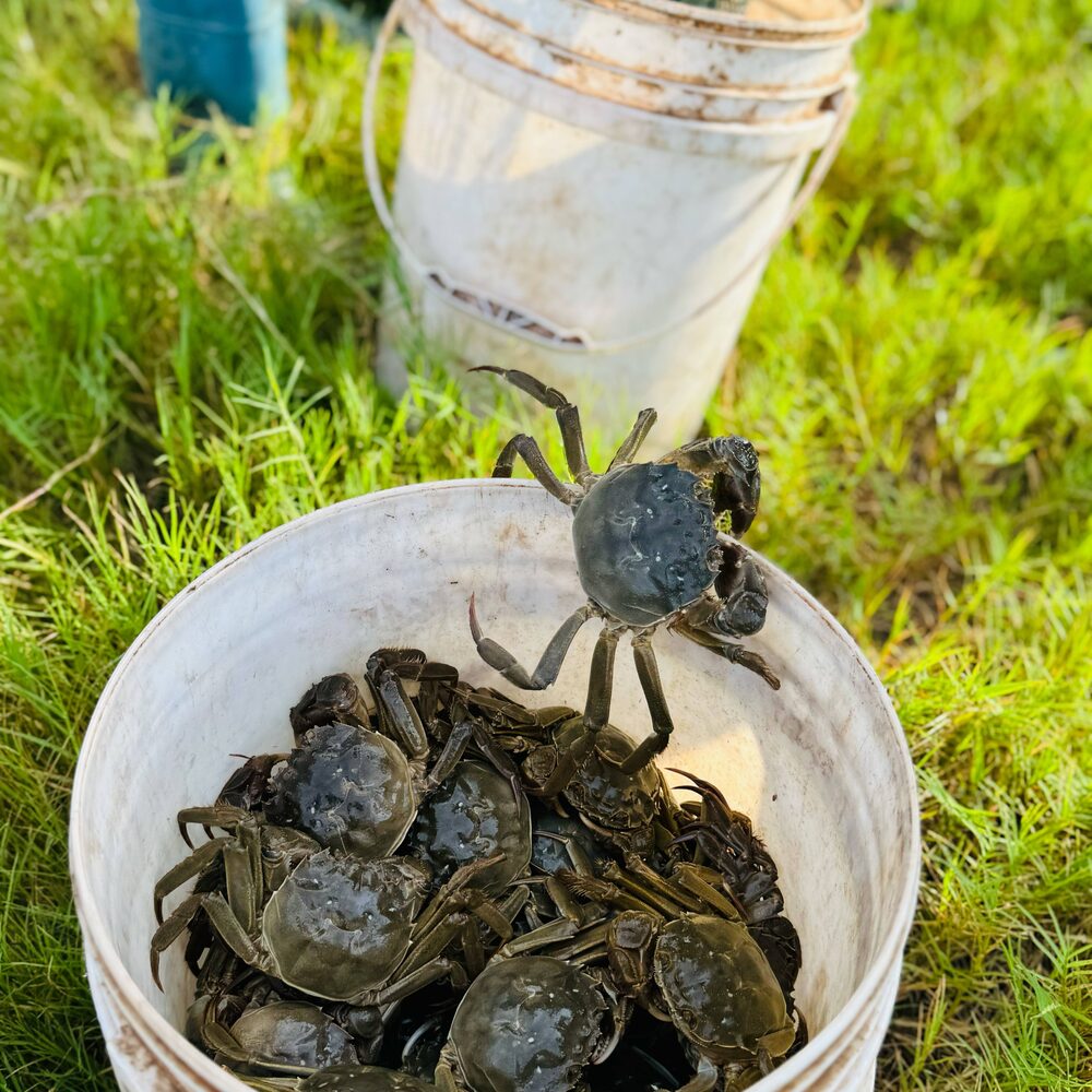 Cua giống cà ra