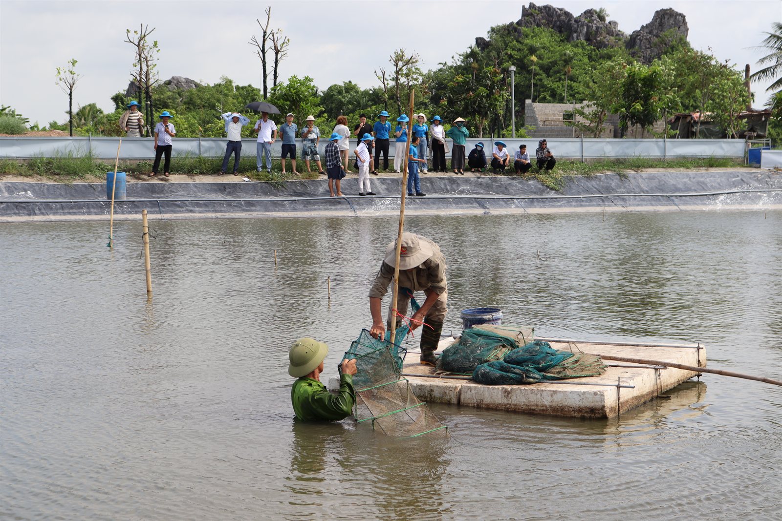 Liên kết thu mua đầu ra