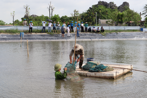Liên kết thu mua đầu ra